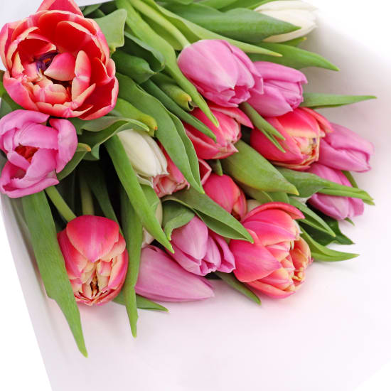 Mixed Pastels Tulip Bunch - Deluxe