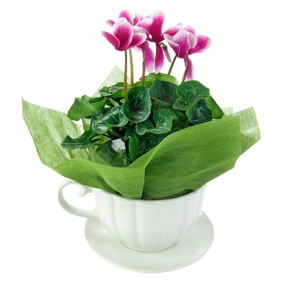 Morning Meadow Cyclamen - Standard