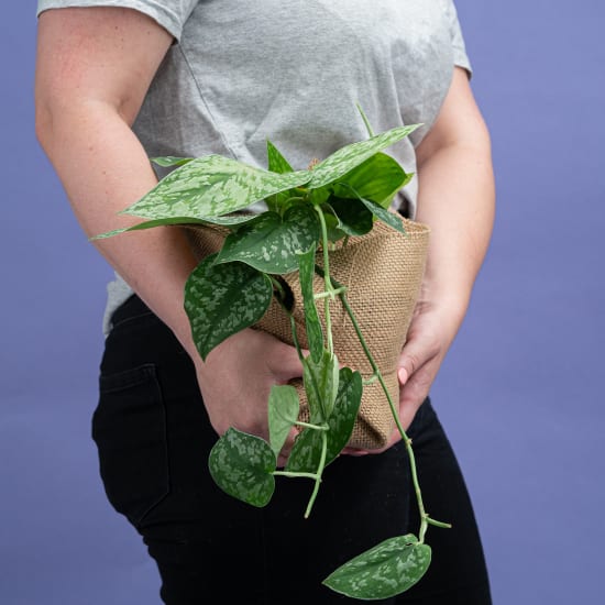 Satin Devils Ivy - Standard