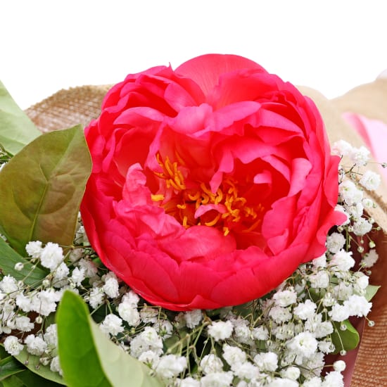 Popping Peonies - Standard