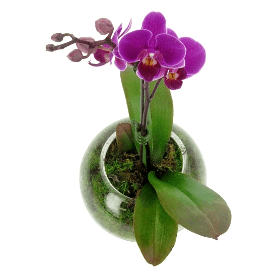 Pink Orchid Fishbowl - Standard