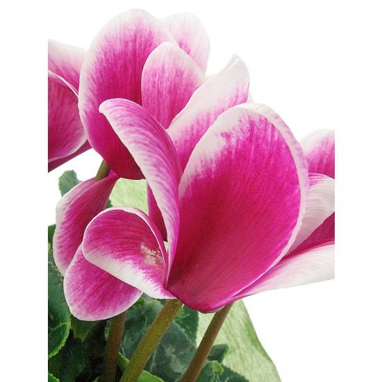 Morning Meadow Cyclamen - Standard