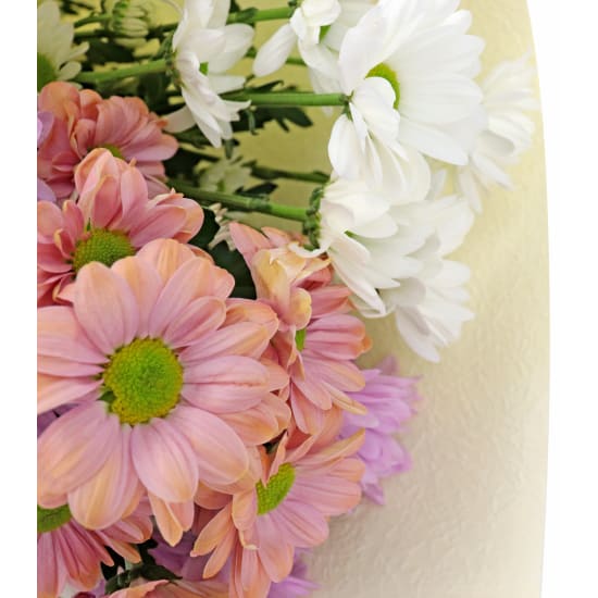 Mixed Pastels Chrysanthemum Bunch - Standard