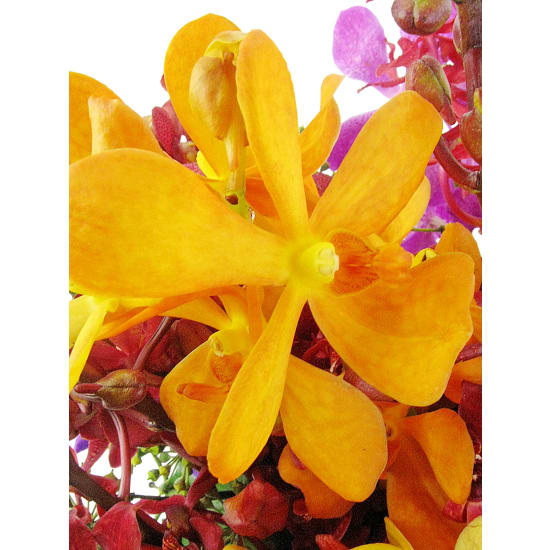 Orchid Fish Bowl Flower Arrangement - Deluxe