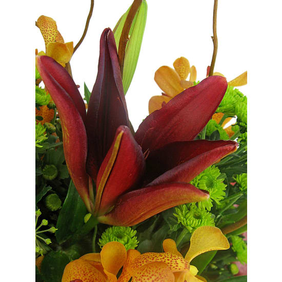 Botanique - Standard