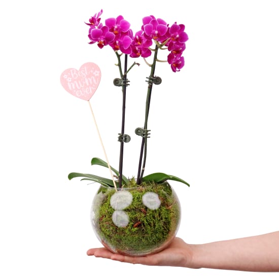 Best Mum Ever Orchid In Fishbowl - Standard