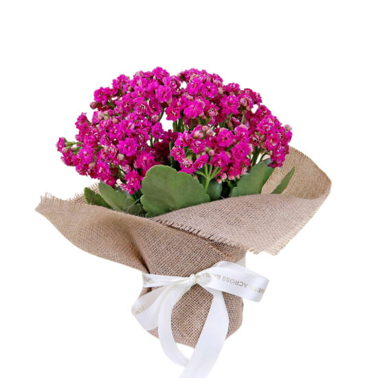 Captivating Kalanchoe Plant  - Standard