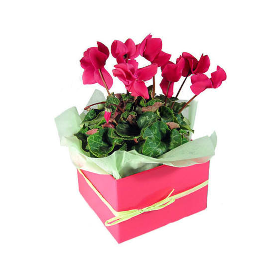 Gift Boxed Cyclamen - Deluxe