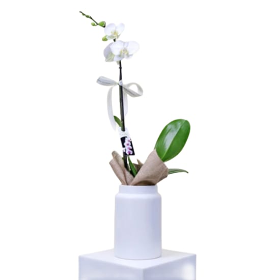 Elegant Phalaenopsis Orchid In Pot - Standard