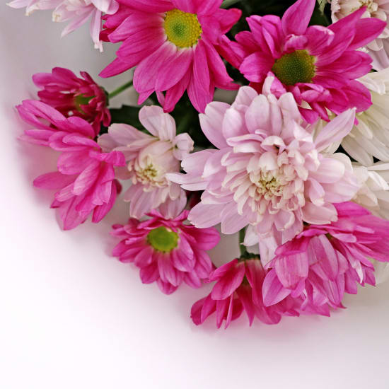 Mixed Pastels Chrysanthemum Bunch - Standard