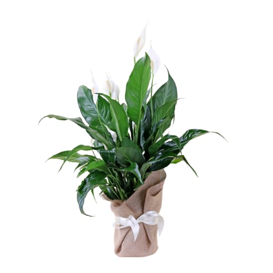 Peace Lily  - Standard