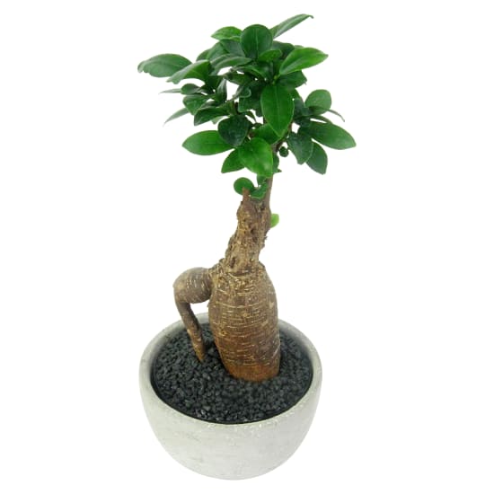 Forest of One Ficus Bonsai - Standard