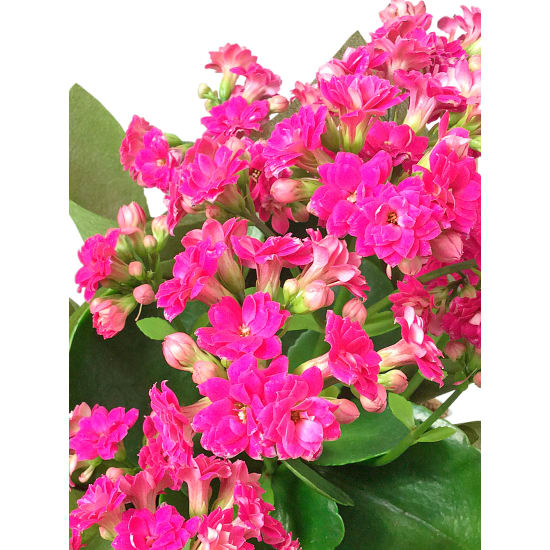 Captivating Kalanchoe Plant - Standard
