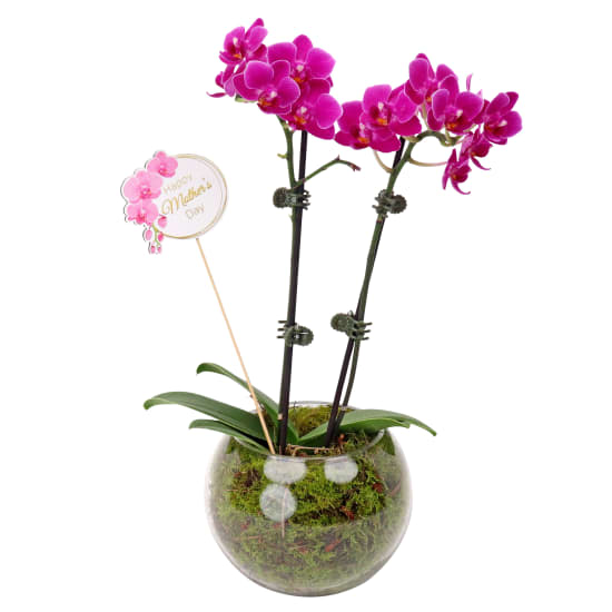 Mothers Day Orchid Fish Bowl With Pick - Standard