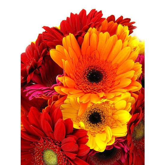 Gerberas - Premium