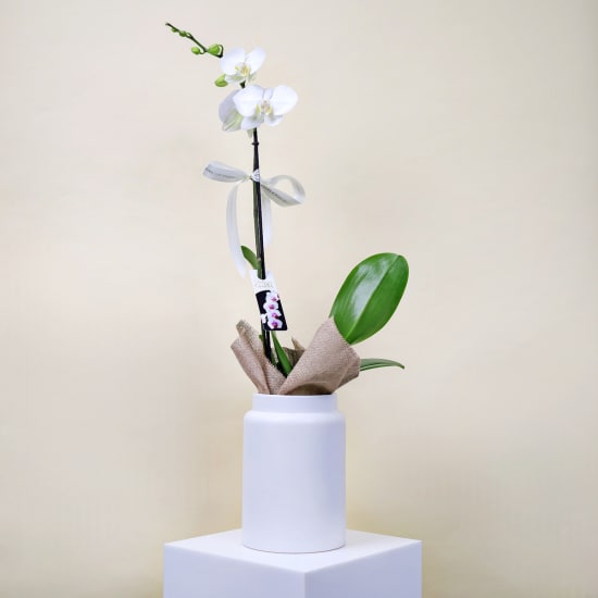 Elegant Phalaenopsis Orchid In Pot - Standard