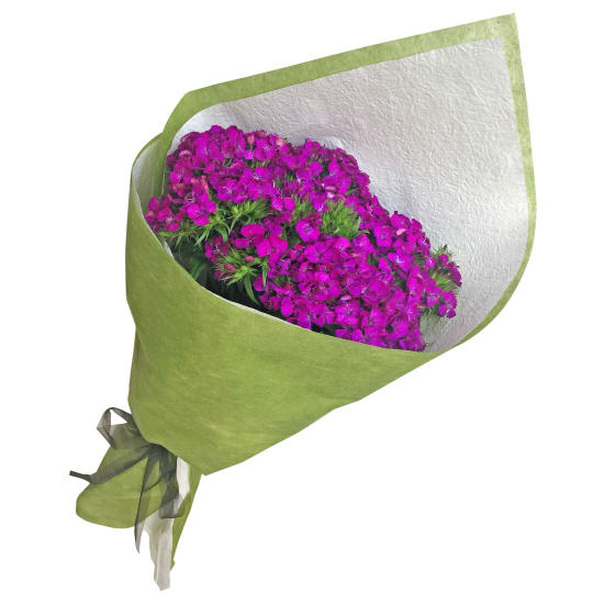Sweet William - Standard