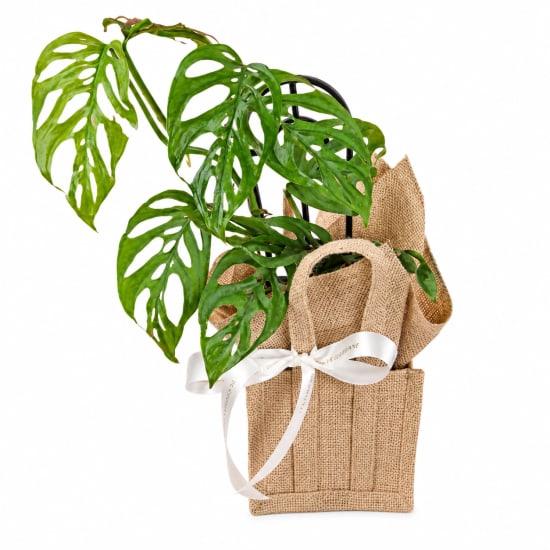 Leafy Monkey Mask Delight - Standard