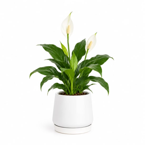 Peace Lily In White Pot - Standard