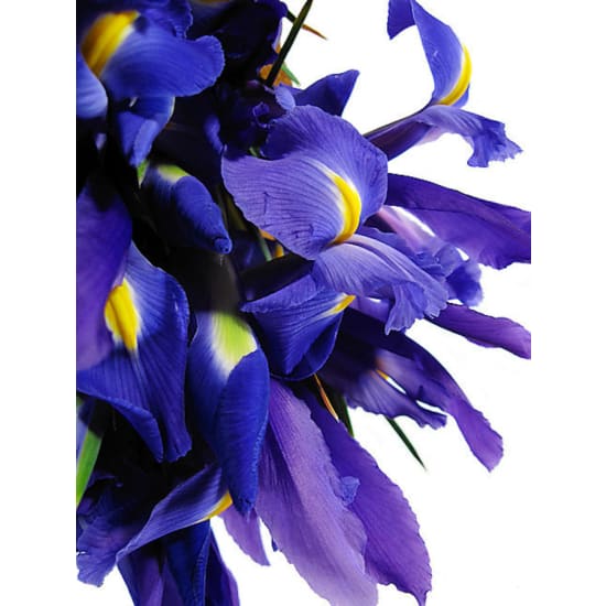 Blue Iris Flower Bouquet - Premium (view 4 of 6)