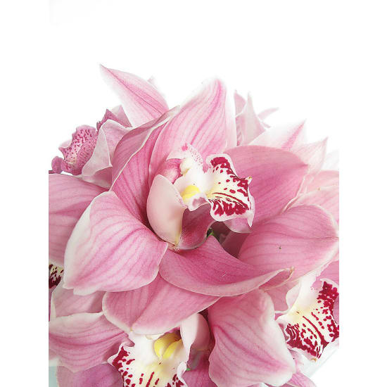 Cymbidium Orchid Vase - Standard