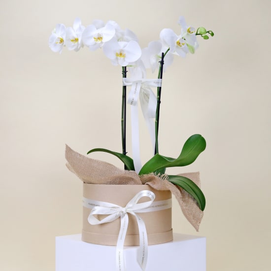 Indulgent Orchids - Standard