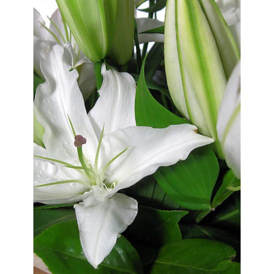 Pure Elegance White Lily Flower Box - Deluxe (view 2 of 3)