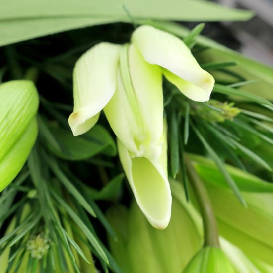 White Lily Bunch - Deluxe