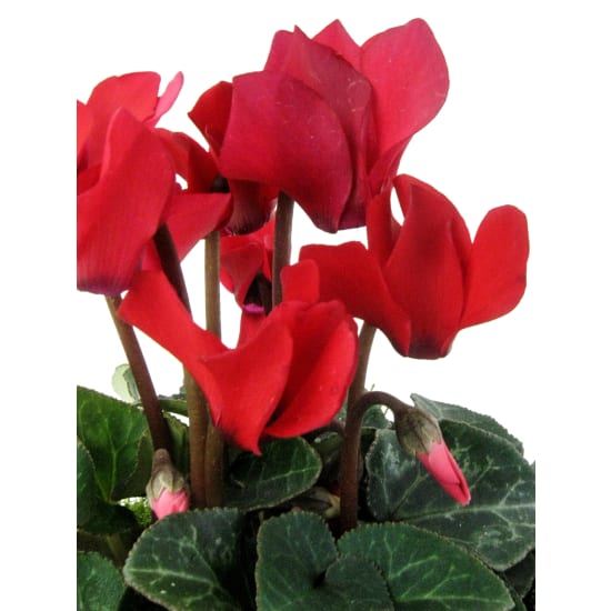 Adorable Mini Cyclamen - Standard