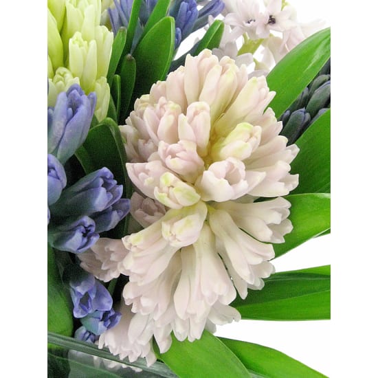 Hyacinth Vase - Deluxe