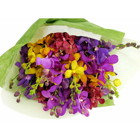 Orchids - Premium