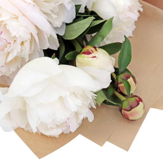 Pure Peony Bunch - Standard