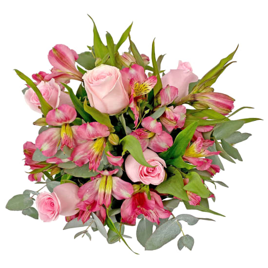 Moondrop Pink - Standard