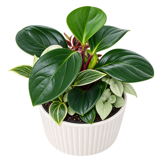 Indoor Garden Delight - Standard