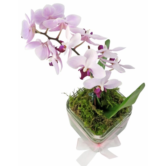 Phalaenopsis Vase   Cube - Standard