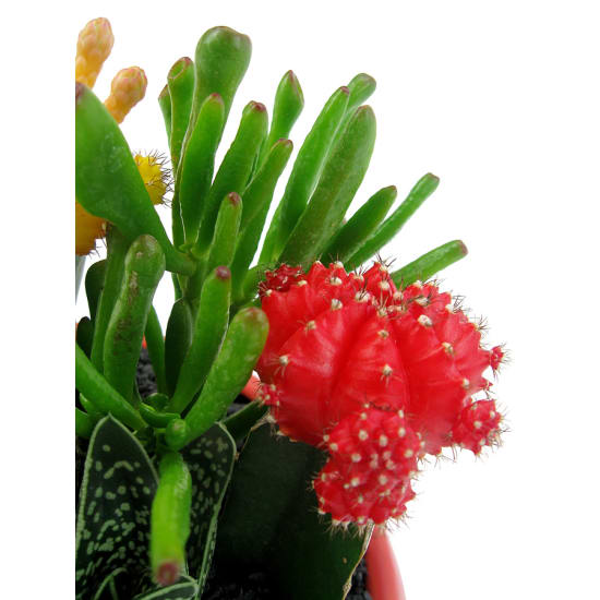Cacti Garden - Standard