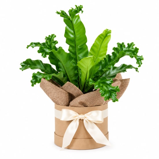 Woodland Nest Hat Box - Standard