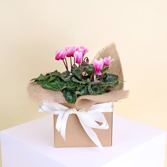 Gift Boxed Cyclamen - Standard