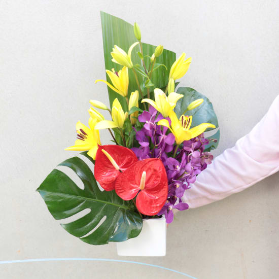 Resplendent Rainforest - Standard