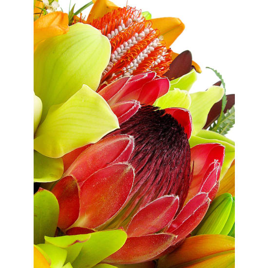 Wilderness - Standard