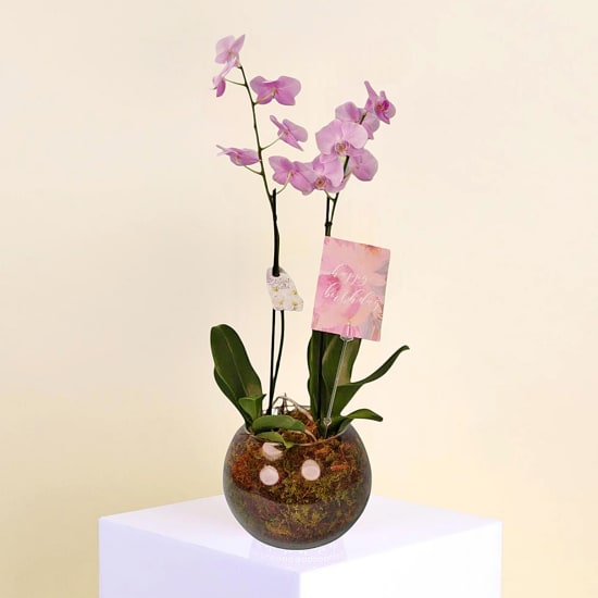 Birthday Orchid Plant In Glass Fish Bowl - Deluxe