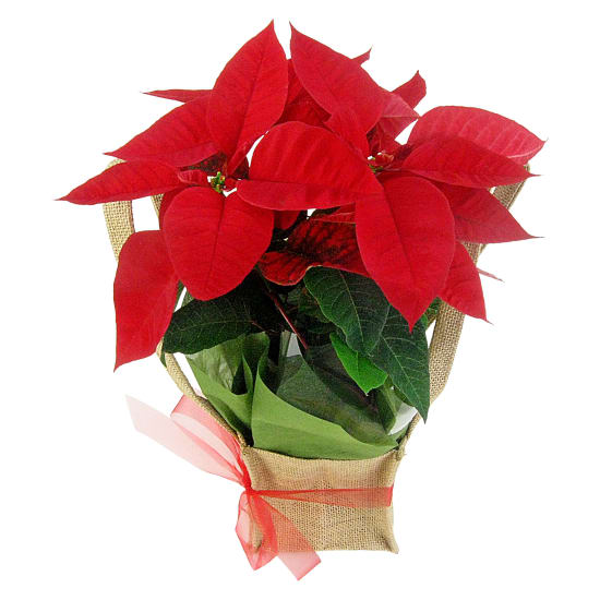 Xmas Poinsettia - Premium