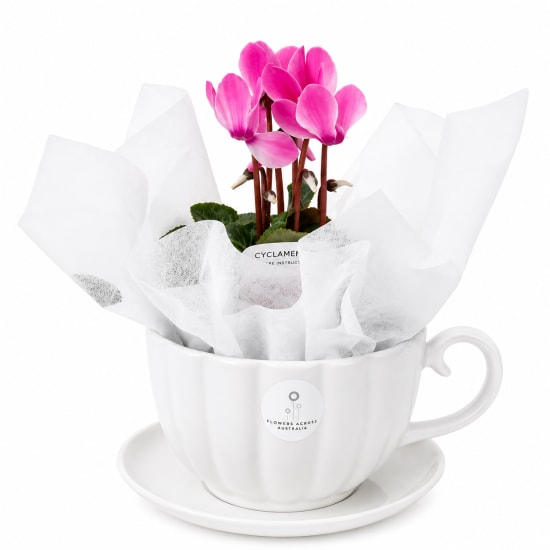 A Cupful Of Cyclamen - Standard