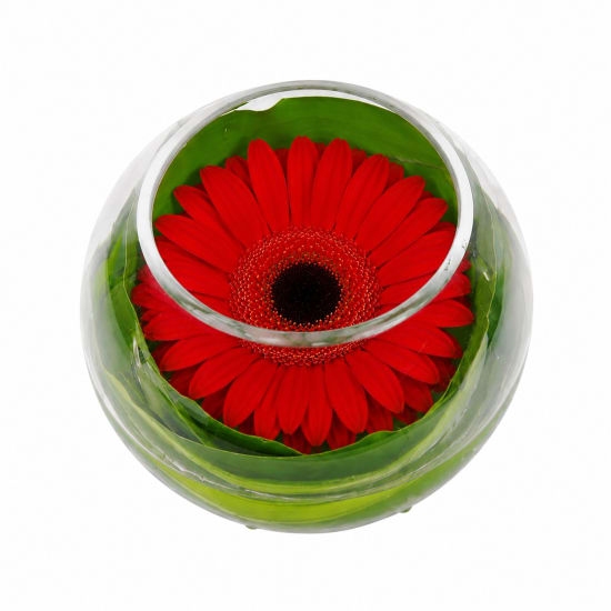 Gerbera Bowl - Standard