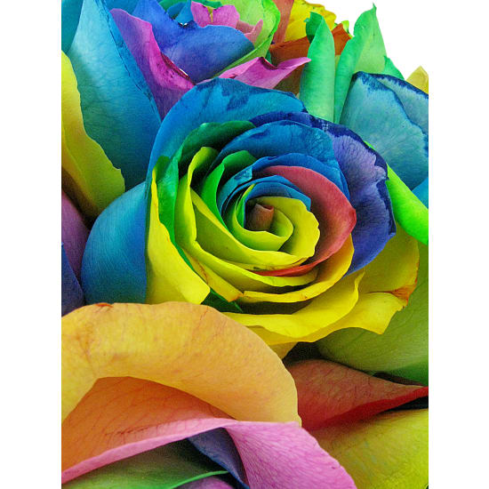 So Fancy Rainbow Roses - Deluxe