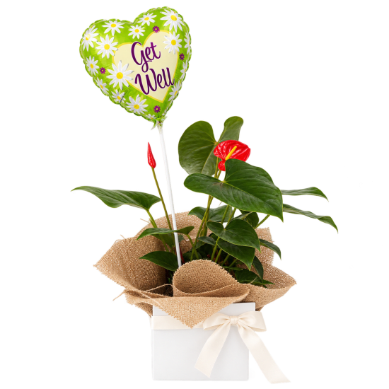 🌺💚 Blooms To Brighten Your Day 💚🌺 - Standard