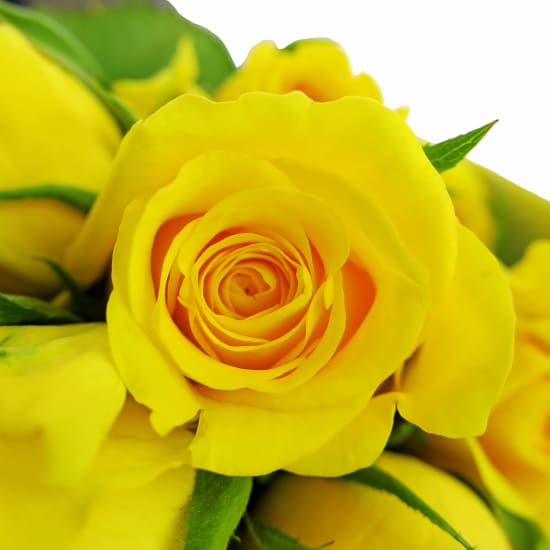 Yellow Rose Bouquet - 24 Roses(Two Dozen)