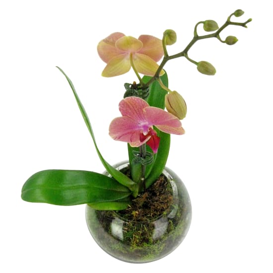Orange/Peach Orchid  - Standard