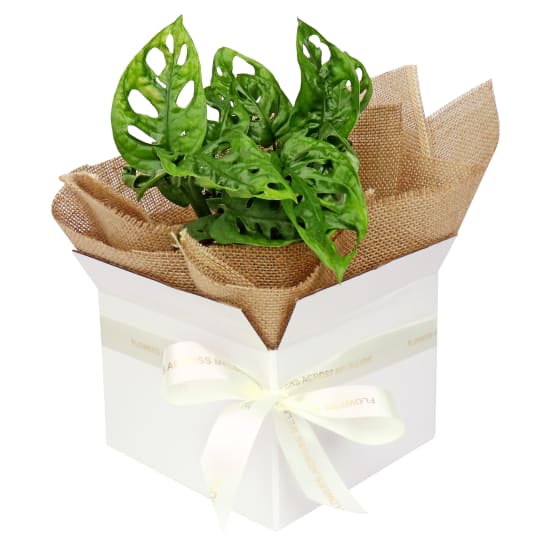  Monstera Friedrichthalii  - Standard