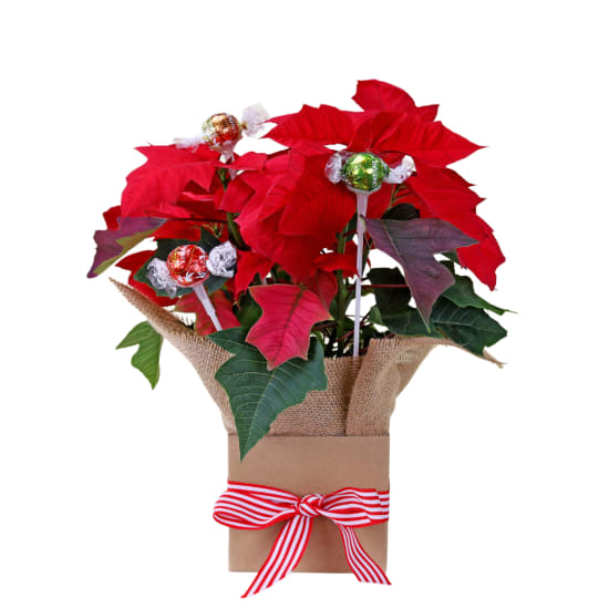 Rosetta the Poinsettia - Standard